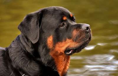 罗威纳犬 纯种狗 动物 狗 平静的 家畜 水域 野生动物 友好的