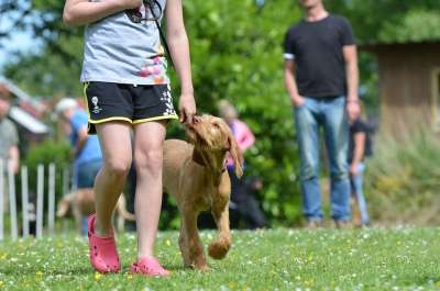 狗学校 猎犬 匈牙利指点犬 狗 孩子 训练 玩 乐趣 家庭
