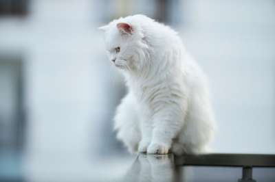 猫 动物 白色的 羽毛 毛皮 坐 阳台 高 爪子 肖像 可爱