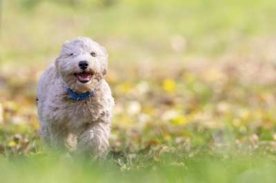 狗 小狗 宠物 比熊犬 动物 年轻的狗 玩具狗 家犬 犬类