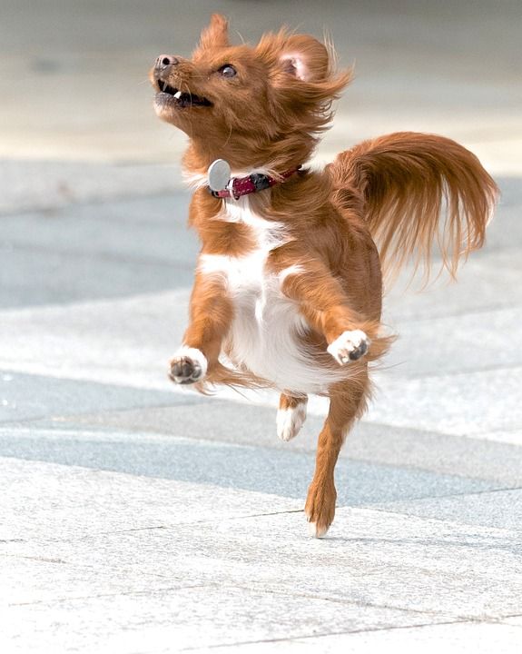 狗 行动 宠物 动物 快乐的 乐趣 有趣的 犬类 运动 活动