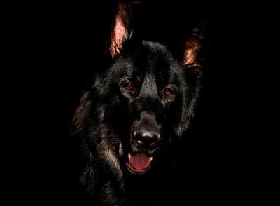 阿尔萨斯语 黑色的 眼睛 德国牧羊犬 犬类 狗 牧羊人 宠物