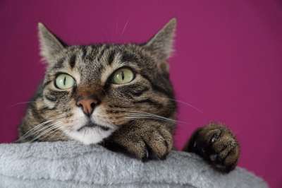 猫 老虎 动物 大猫 捕食者 细心 食肉动物 危险的 可爱的