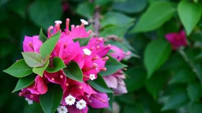 花 公園 鮮豔 花牆 植物 籬笆 花草 盛開 茂盛 花團錦簇