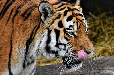 老虎 大猫 捕食者 野猫 危险的 动物园 动物 猫 自然