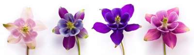 哥伦比亚 Aquilegia 属 毛茛 毛茛科 开花 花 植物