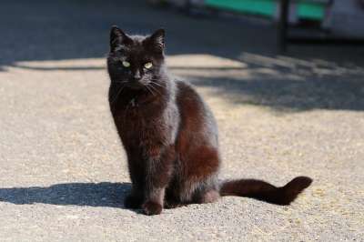 黑猫 阴影 动物 看法 毛茸茸 黑猫 黑猫 黑猫 黑猫 黑猫