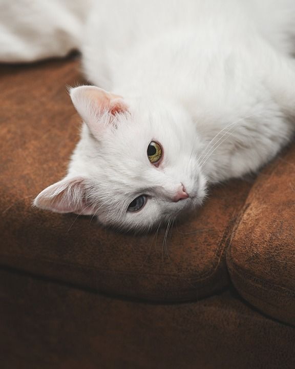 动物 猫 猫科动物 宠物 哺乳动物 胡须 特写 品种 毛皮
