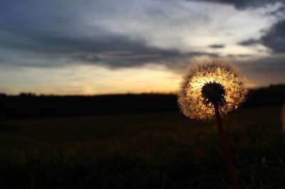 蒲公英 太阳 日落 国家 自然 秋天 草地 晚上 工厂 花
