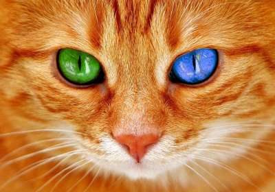 猫 眼睛 双色 蓝色的 绿色 猫眼 脸 老虎 鲭鱼 红猫 甜