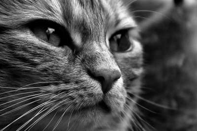 猫 宿醉 黑和白 可爱的 鲭鱼 老虎 舒适 动物 家猫 毛皮