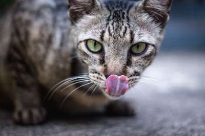 猫 舌头 舔 基蒂 猫科动物 宠物 脸 特写 动物 国内动物
