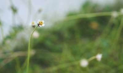 花 绿色背景 花草