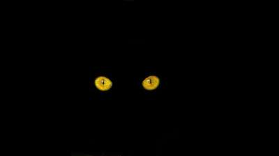 猫眼 黑猫 猫 猫科动物