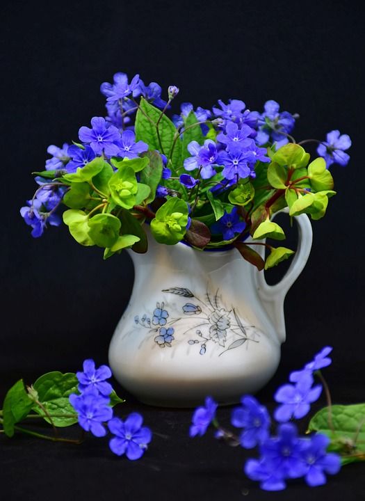 花 植物 自然 叶子 勿忘我 春天 花海 尖花 盛开 开花