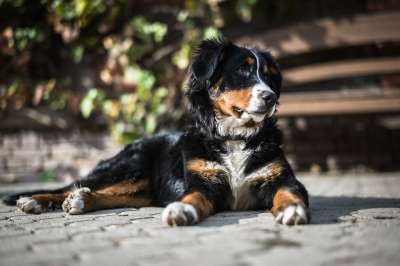 动物 狗宝宝 伯恩山犬 犬类 可爱的 狗 国内的 毛皮 哺乳动物