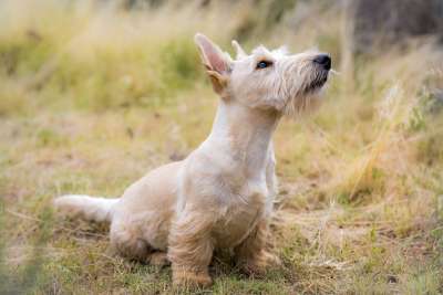 狗 宠物 苏格兰梗 犬类 动物 毛皮 耳朵 鼻子 草地