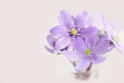花 开花 投标 花瓣 肝花 紫色的 紫色春天的花朵 春天的花朵