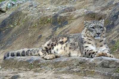 雪豹 爱必思 Männllch 捕食者 食肉动物 大猫 黑豹 高贵