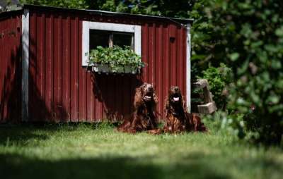 爱尔兰红塞特犬 小狗 宠物 制定者 动物 国内的 犬类 哺乳动物