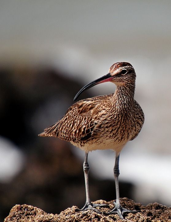 Whimbrel 鸟 欧亚的风笛 喙 羽毛 大街 禽类 鸟类学