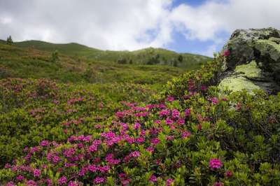 阿尔卑斯玫瑰 杜鹃花 杜鹃 粉红色的花朵 山 山的景观 景观