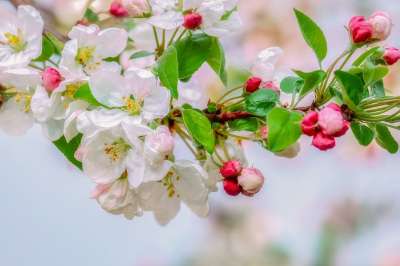 梅花 点缀 雨滴 分支 苹果花 粉色白色 芽 红色 粉色 树叶