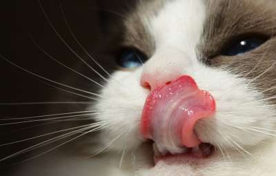 猫 纯种 布娃娃 舌头 有趣的 宠物 毛皮 谱系 棕色猫