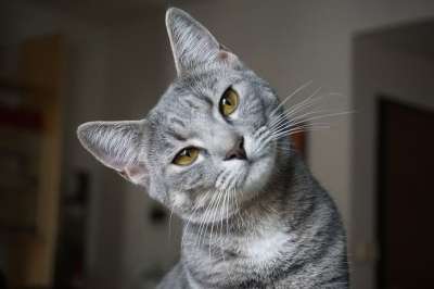 动物界 猫咪 肖像 可爱的 国内的 宠物 猫咪 猫咪 猫咪