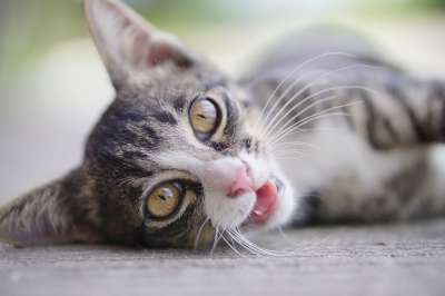 猫 小猫 猫科动物 胡须 宠物 可爱的 哺乳动物 动物 猫 猫
