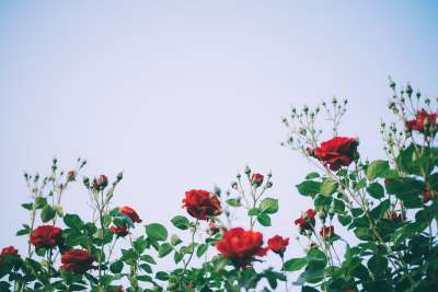 玫瑰 花朵 花园 玫瑰绽放 花瓣 玫瑰花瓣 盛开 开花 植物群