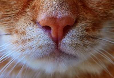 猫 鲭鱼 拍照 肖像 乐趣 红色的 大花猫 小猫 红猫 虎猫