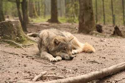 狼 犬狼疮 外壳 动物园 森林 动物 哺乳动物 犬