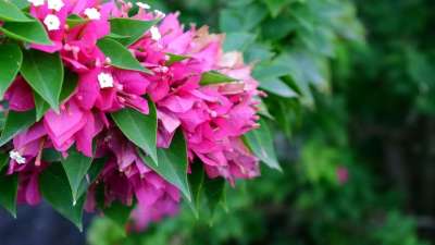 花 公園 鮮豔 花牆 植物 籬笆 花草 盛開 茂盛 花團錦簇