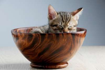 動物 貓 睡覺 打盹 碗中貓 猫 動物 動物 動物 貓 貓