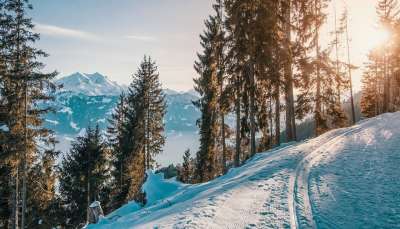 树木 冬天 山 寒冷的 自然 滑雪 季节 户外 荒野 滑雪