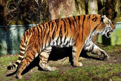 老虎 大猫 捕食者 野猫 虎头 舌头 危险的 高贵 大华