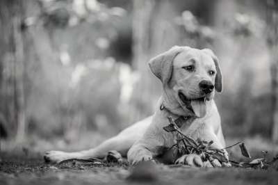 狗 宠物 犬类 动物 毛皮 鼻子 哺乳动物 狗肖像 动物世界