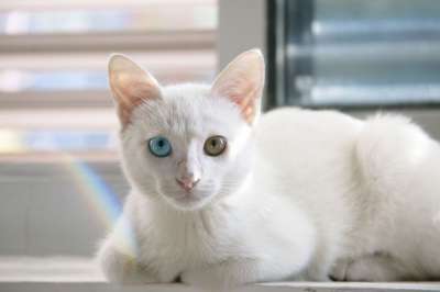 猫 可爱 白猫 波斯猫 不同的是 眼睛的颜色 白色皮草 猫 白猫