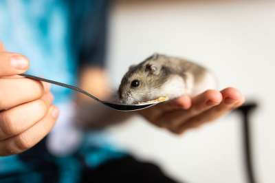 仓鼠 宠物 哺乳动物 动物 生物 胡须 柔软的 可爱的 仓鼠
