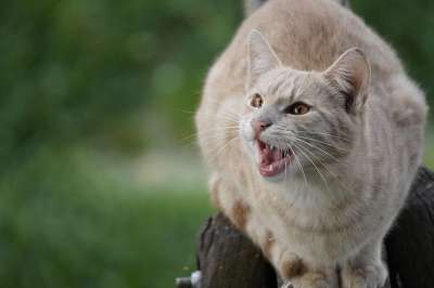 猫 宠物 动物 牙齿 锋利的 猫科动物 基蒂 可爱的 蓬松的