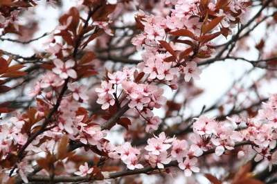 日本樱花 花朵 树 分行 开花 樱花 盛开 粉红色的花朵 植物群