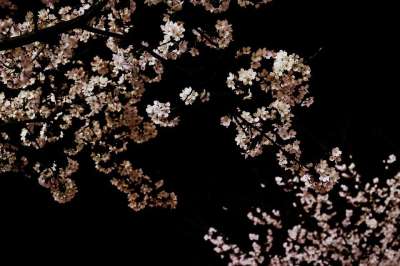 花朵 树 樱花 自然 盛开 植物学 开花 背景 樱花 樱花
