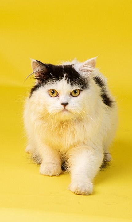 动物 猫 波斯猫 品种 宠物 猫科动物 哺乳动物 毛皮 胡须