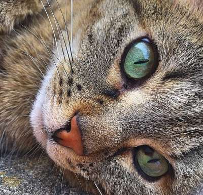 猫 宿醉 老虎 毛皮 动物群 动物的眼睛 动物 动物肖像 晶须