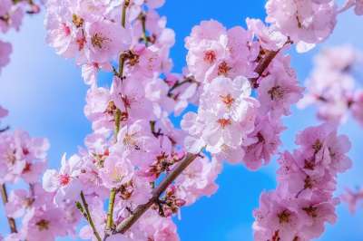 日本樱桃 树 春天 分支 樱花 开花 粉色的 花枝 闻 花