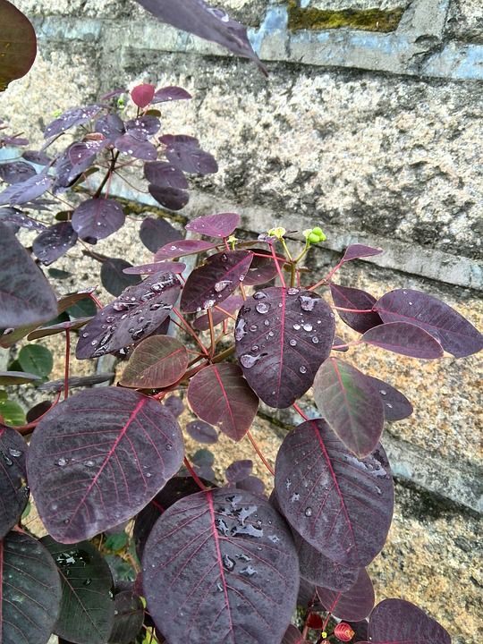 露珠 红色叶子 花草