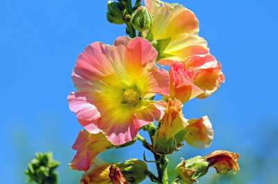 蜀葵 花朵 植物 芽 花瓣 盛开 开花 明亮的 花园 自然