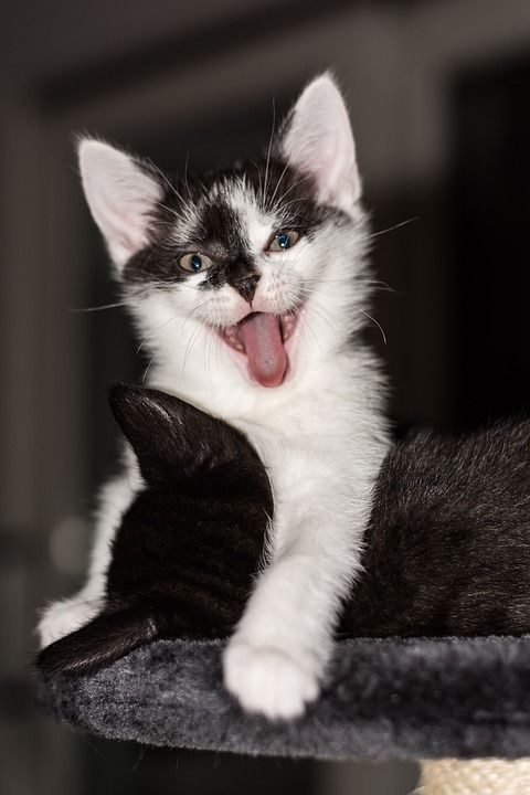 小猫 猫宝宝 年轻的猫 猫 偎 可爱的 动物 猫家族 幼兽