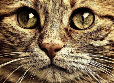 猫 宿醉 棕褐色 可爱的 鲭鱼 老虎 舒适 动物 家猫 毛皮